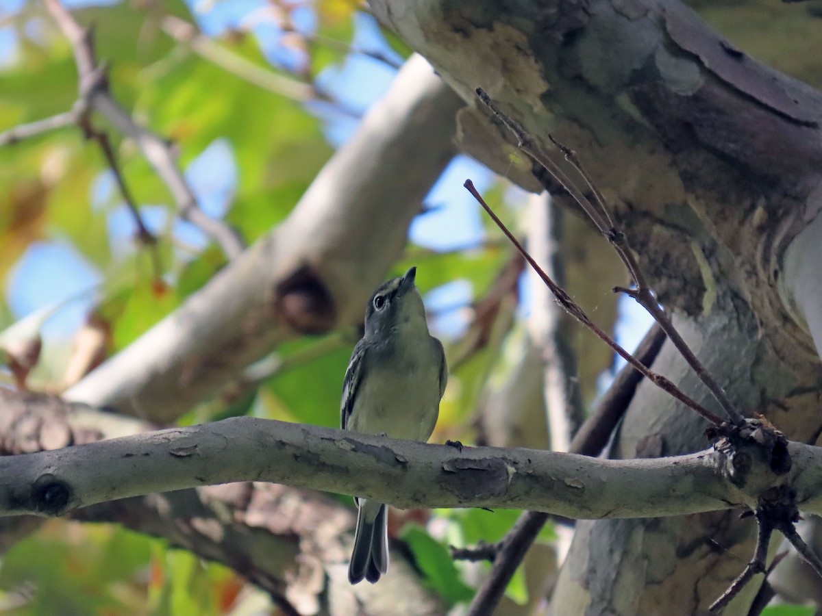 Plumbeous Vireo - ML642379462
