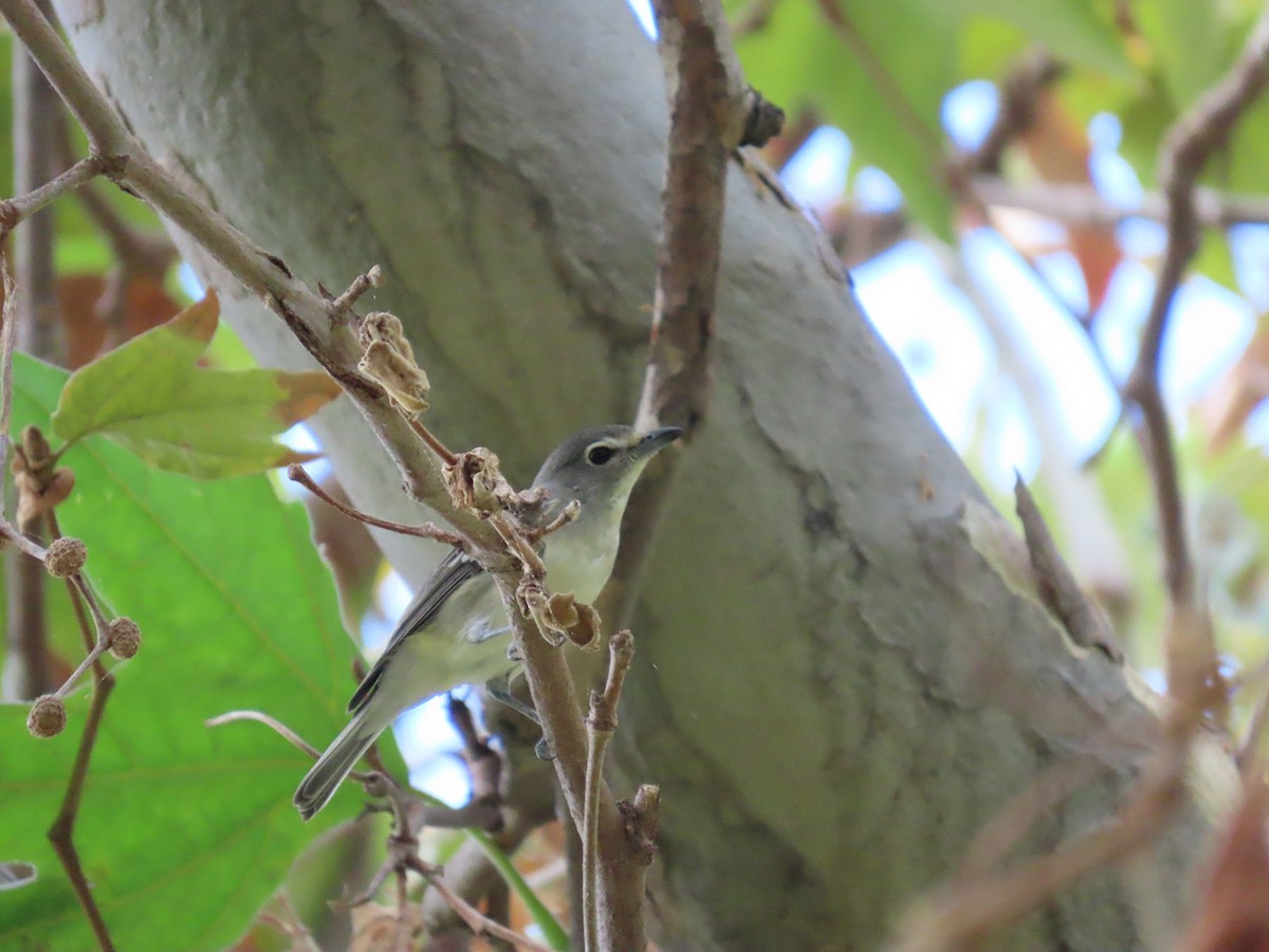 Plumbeous Vireo - ML642379464