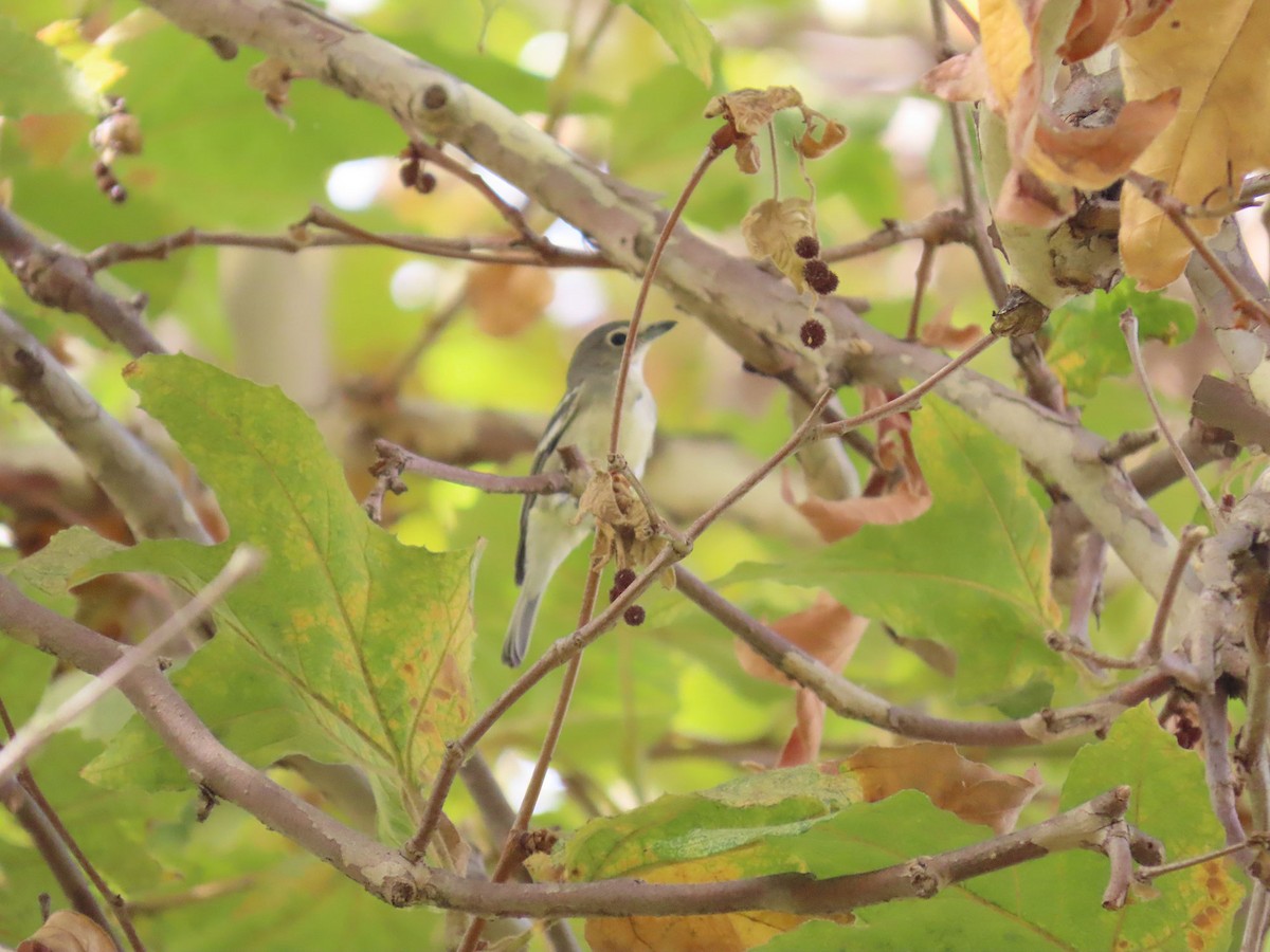 Plumbeous Vireo - ML642379465