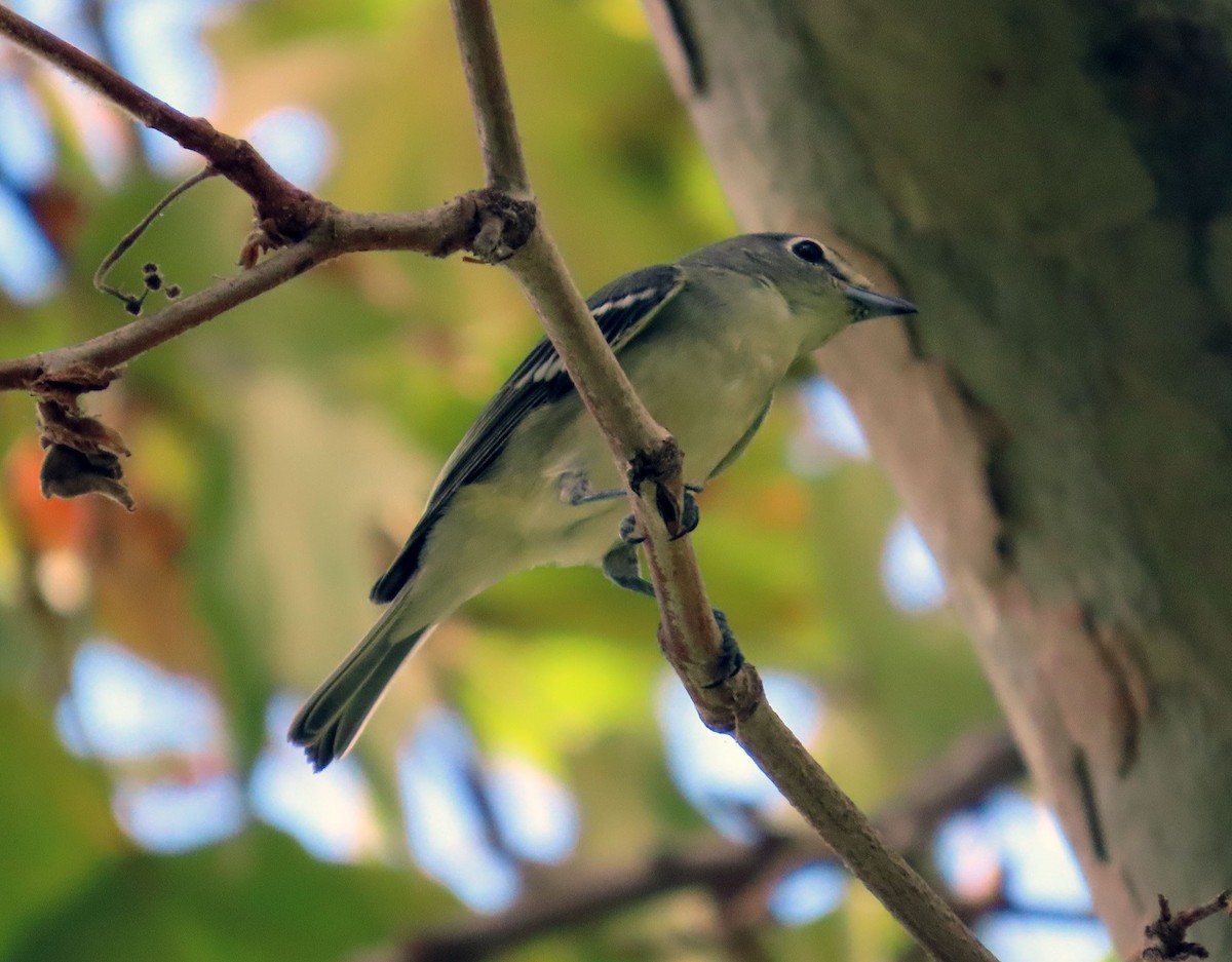 Plumbeous Vireo - ML642379466