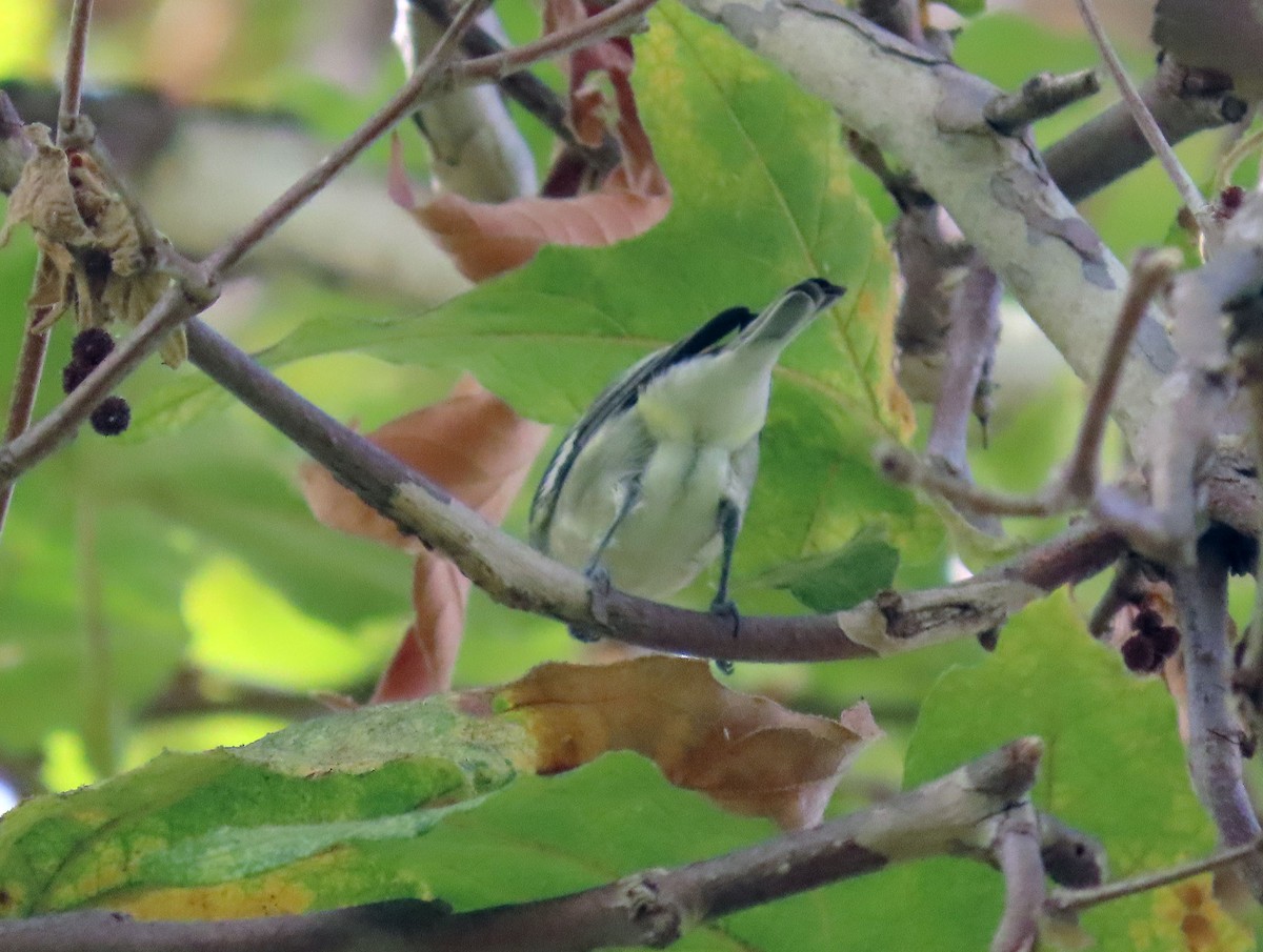 Plumbeous Vireo - ML642379468