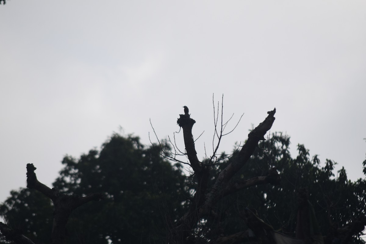 Chestnut-bellied Nuthatch - ML642379471