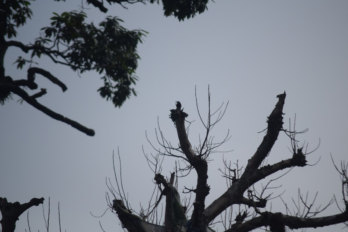 Chestnut-bellied Nuthatch - ML642379472