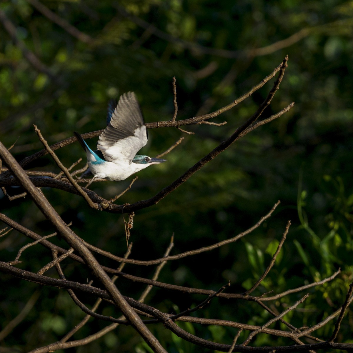 Collared Kingfisher - ML642379473
