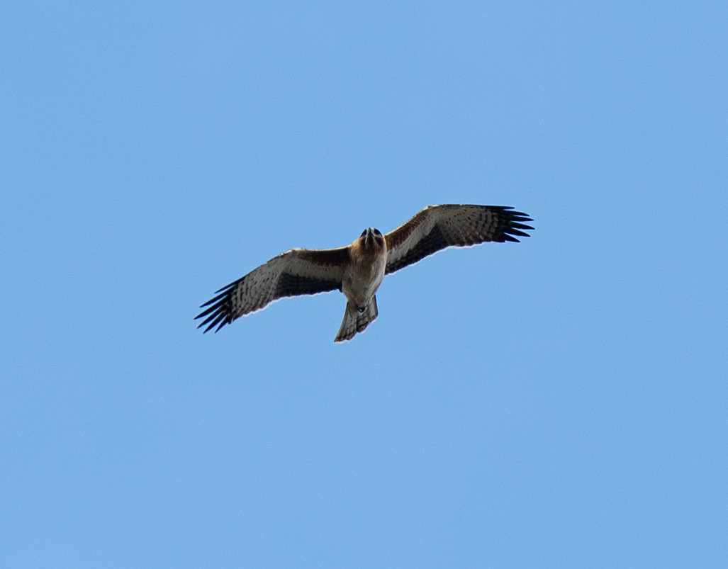 Little Eagle - ML642379474