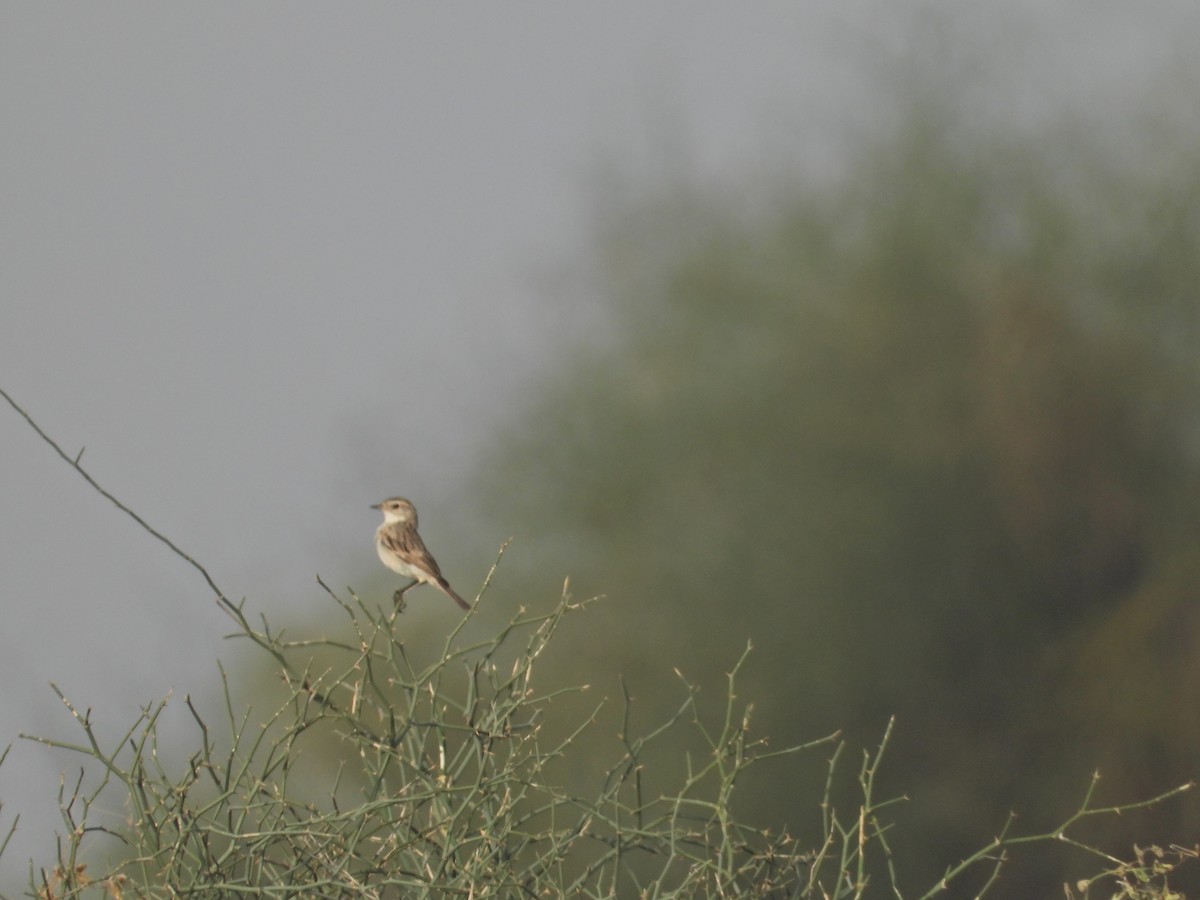White-browed Bushchat - ML642379475