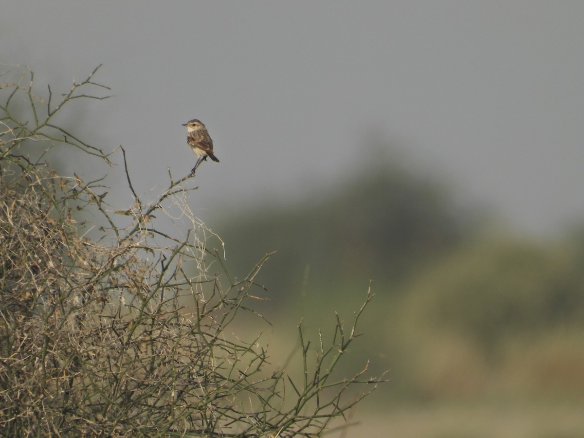 White-browed Bushchat - ML642379476