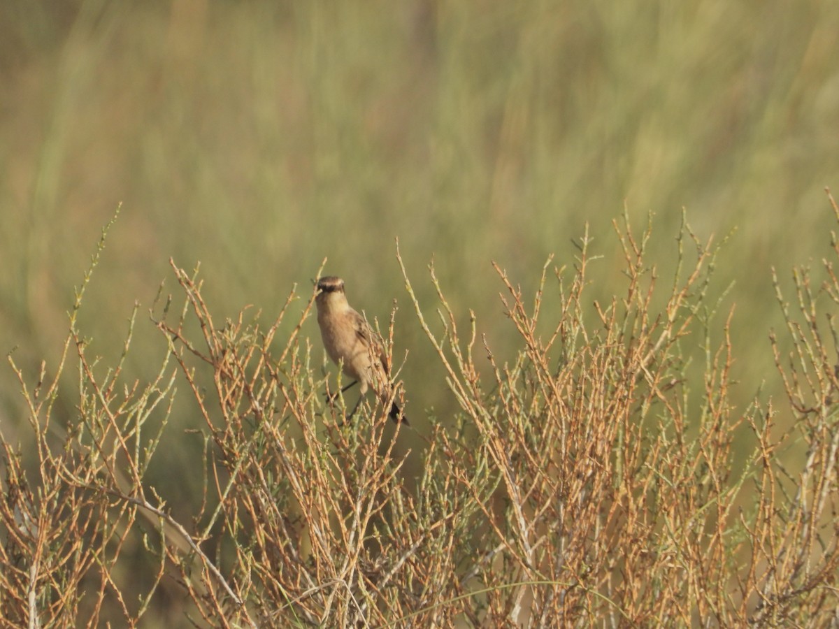 White-browed Bushchat - ML642379477