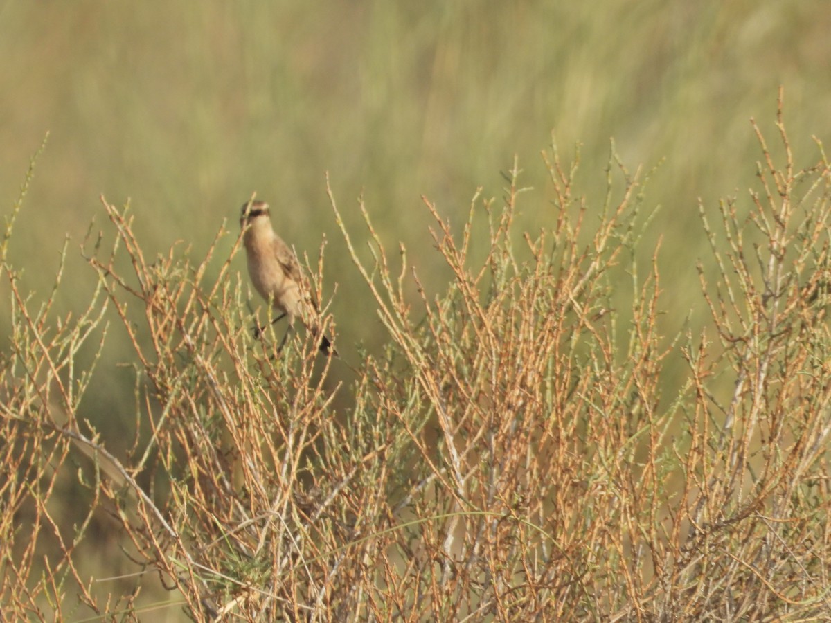 White-browed Bushchat - ML642379478
