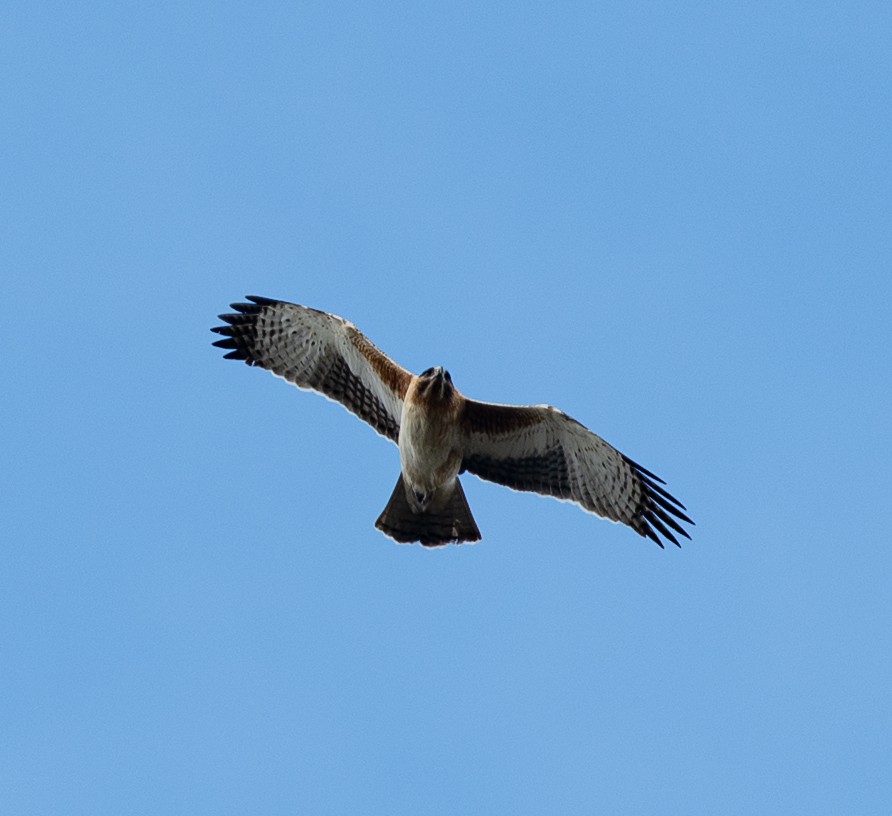 Little Eagle - ML642379479