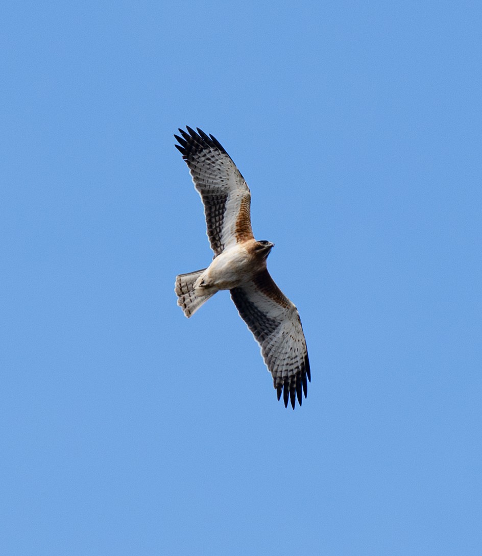 Little Eagle - ML642379480