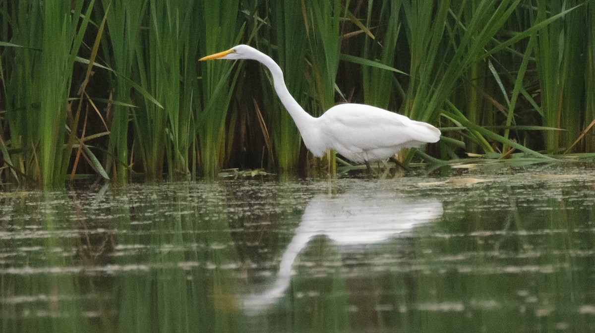 Great Egret - ML642379481