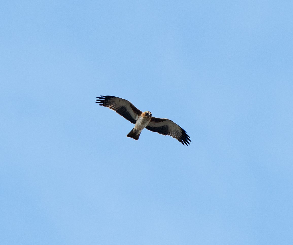 Little Eagle - ML642379482