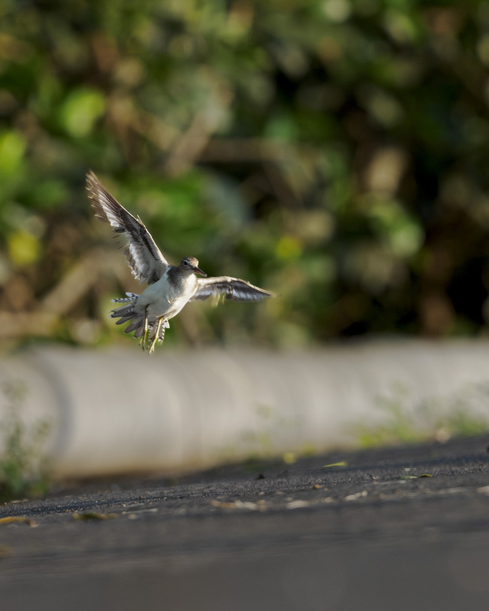 Common Sandpiper - ML642379483