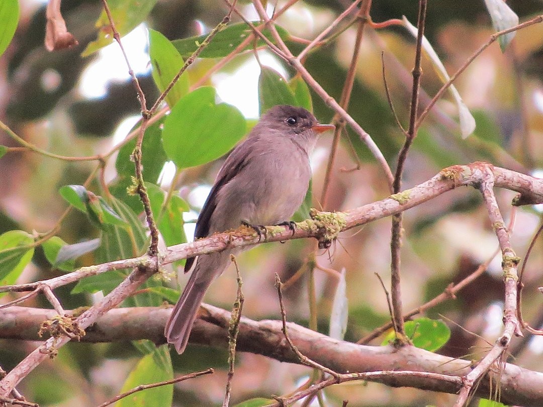 Southern Tropical Pewee - ML642379484
