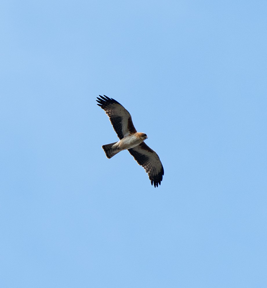 Little Eagle - ML642379486