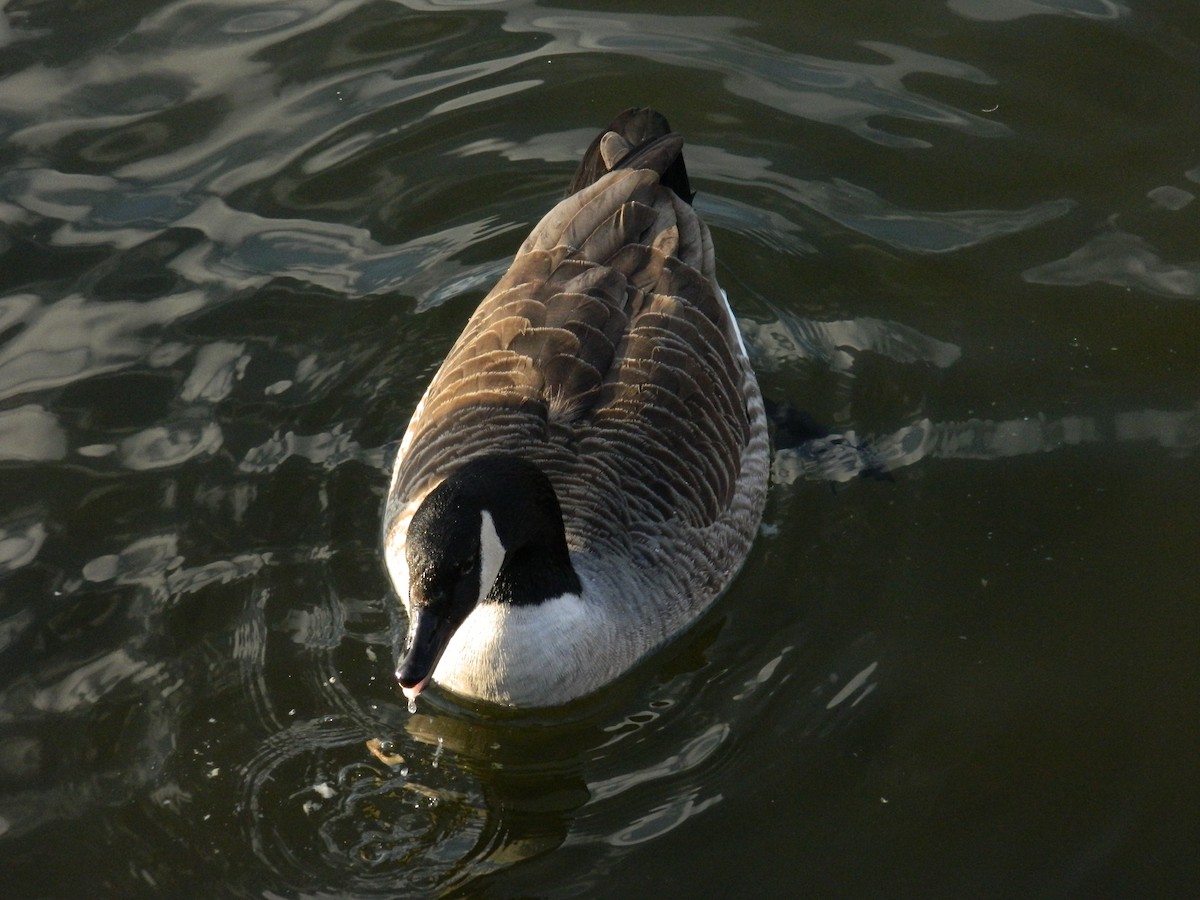 Canada Goose - ML642379487