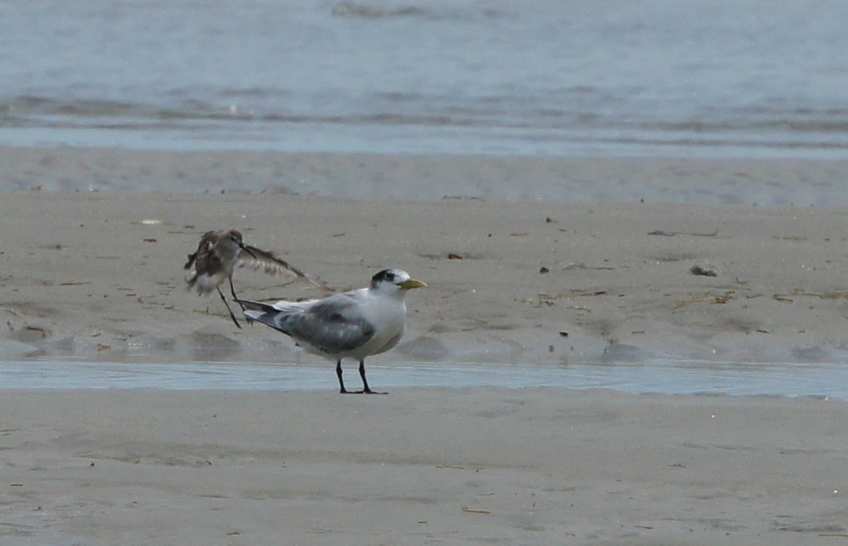 Great Crested Tern - ML642379488