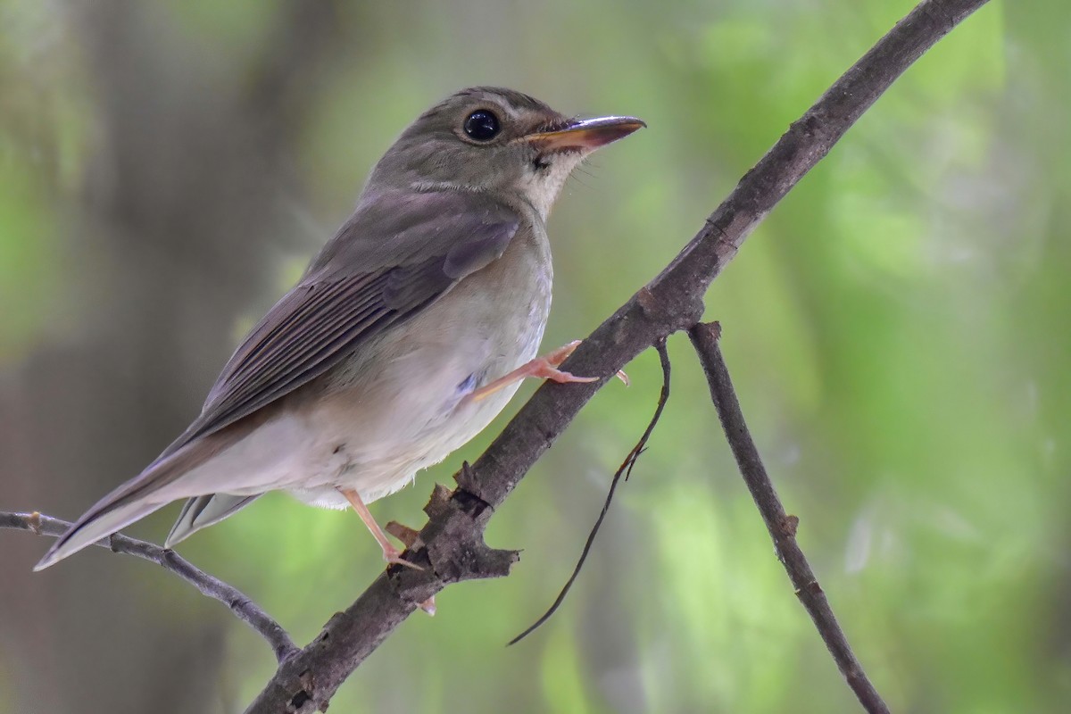 Brown-chested Jungle Flycatcher - ML642379489