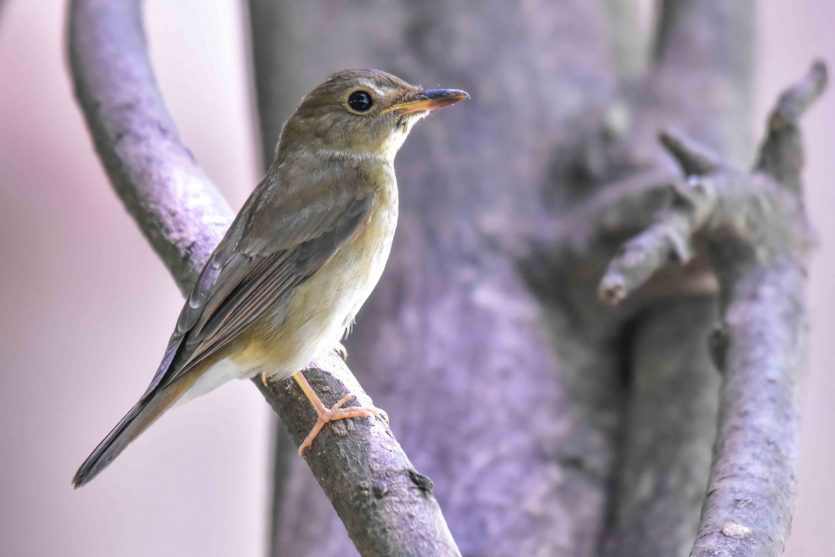 Brown-chested Jungle Flycatcher - ML642379491