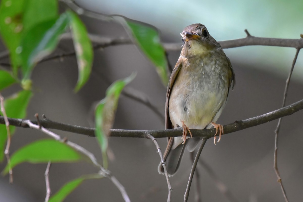 Brown-chested Jungle Flycatcher - ML642379492