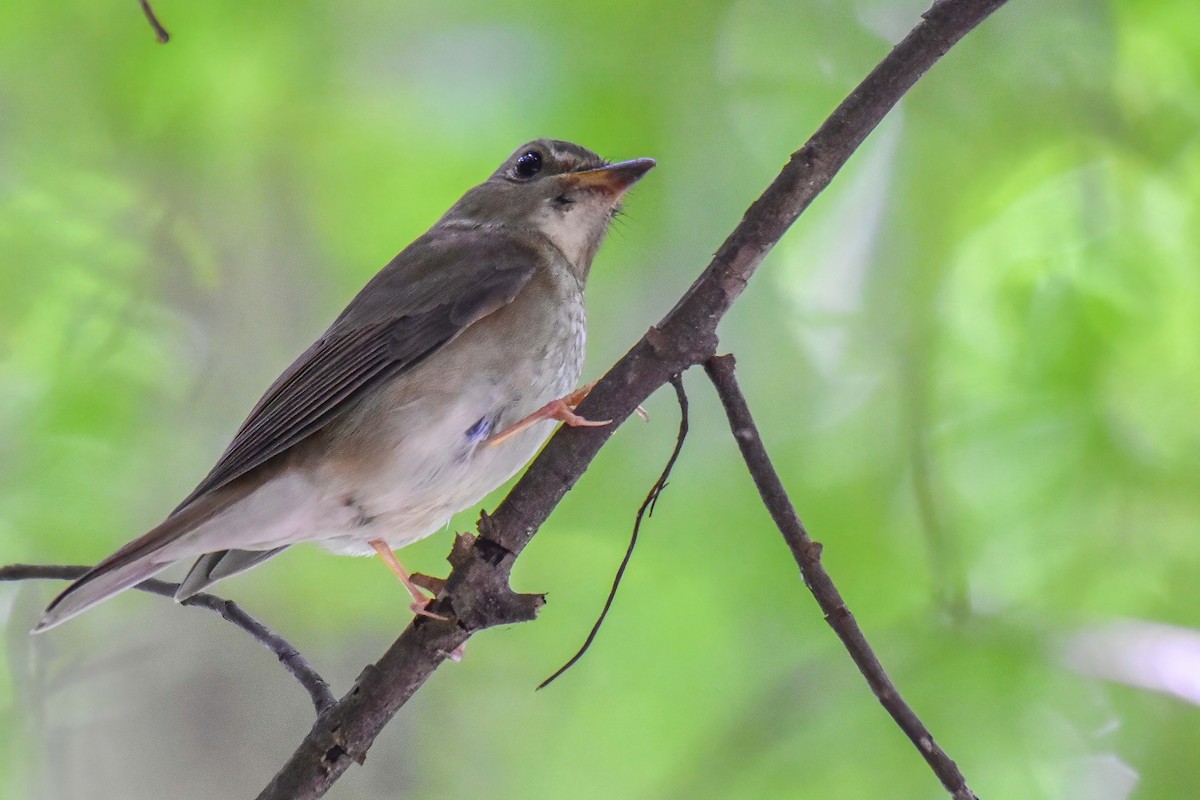 Brown-chested Jungle Flycatcher - ML642379493