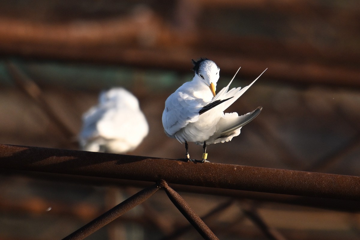Chinese Crested Tern - ML642379498
