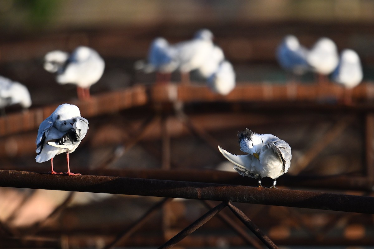 Chinese Crested Tern - ML642379499