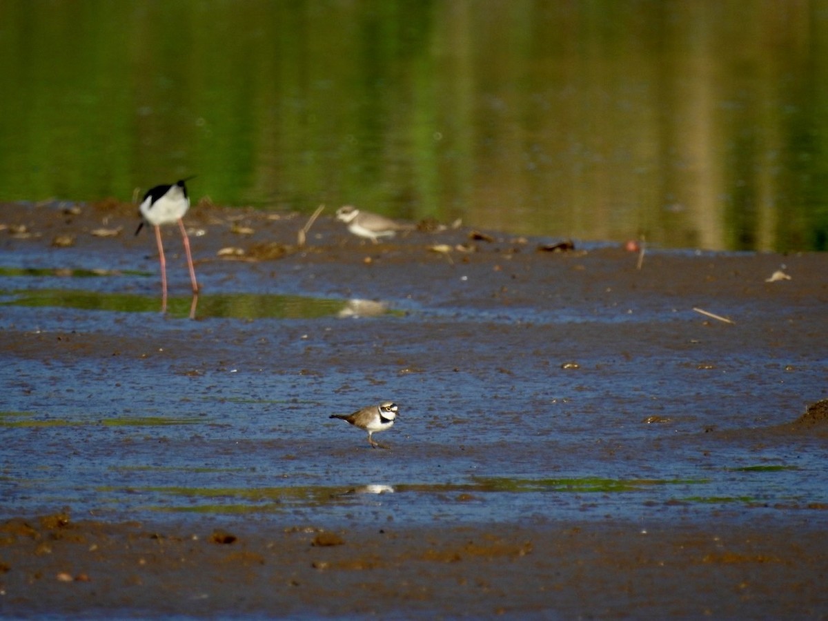 Little Ringed Plover - ML642379500