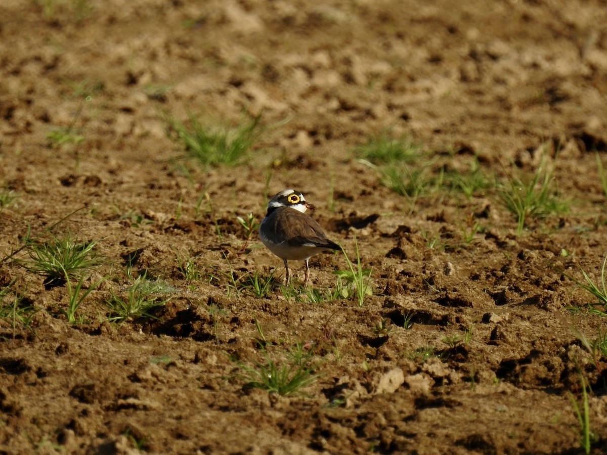 Little Ringed Plover - ML642379501