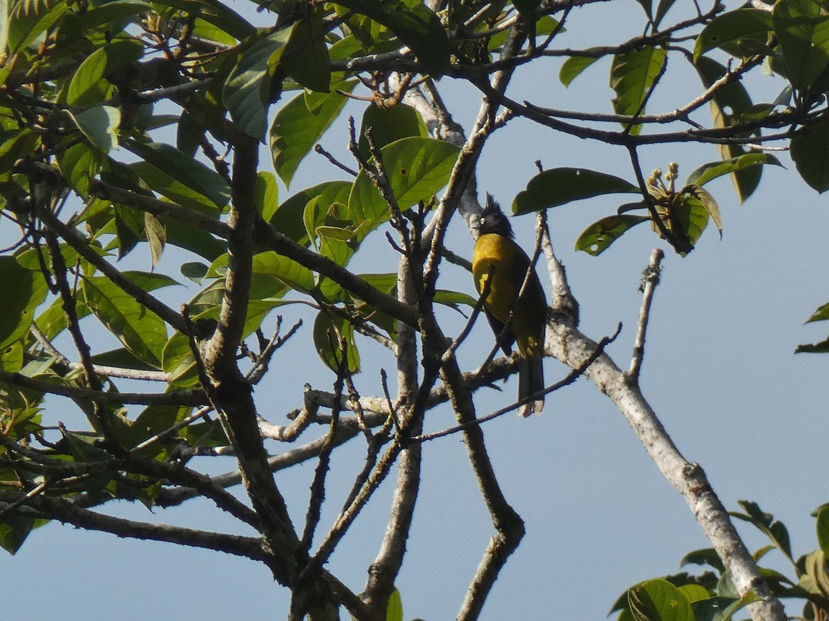 Black-crested Bulbul - ML642379504