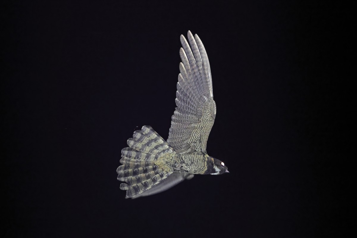Great Eared-Nightjar - ML642379511