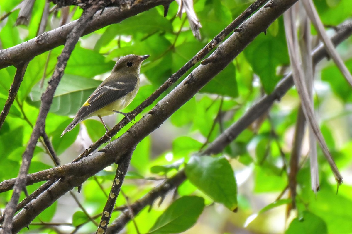 Yellow-rumped Flycatcher - ML642379519