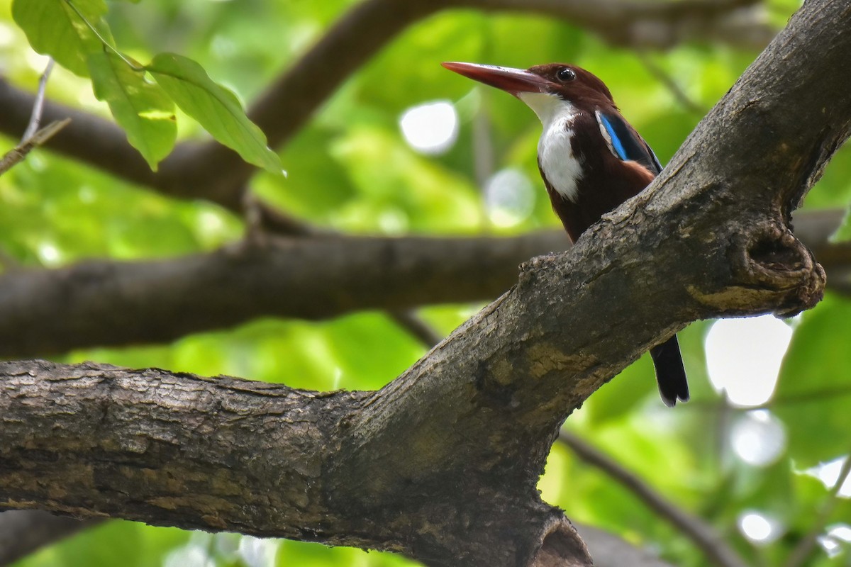 White-throated Kingfisher - ML642379525