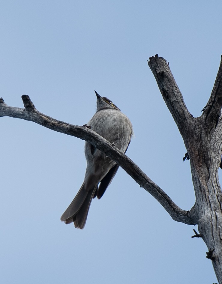 Yellow-faced Honeyeater - ML642379528
