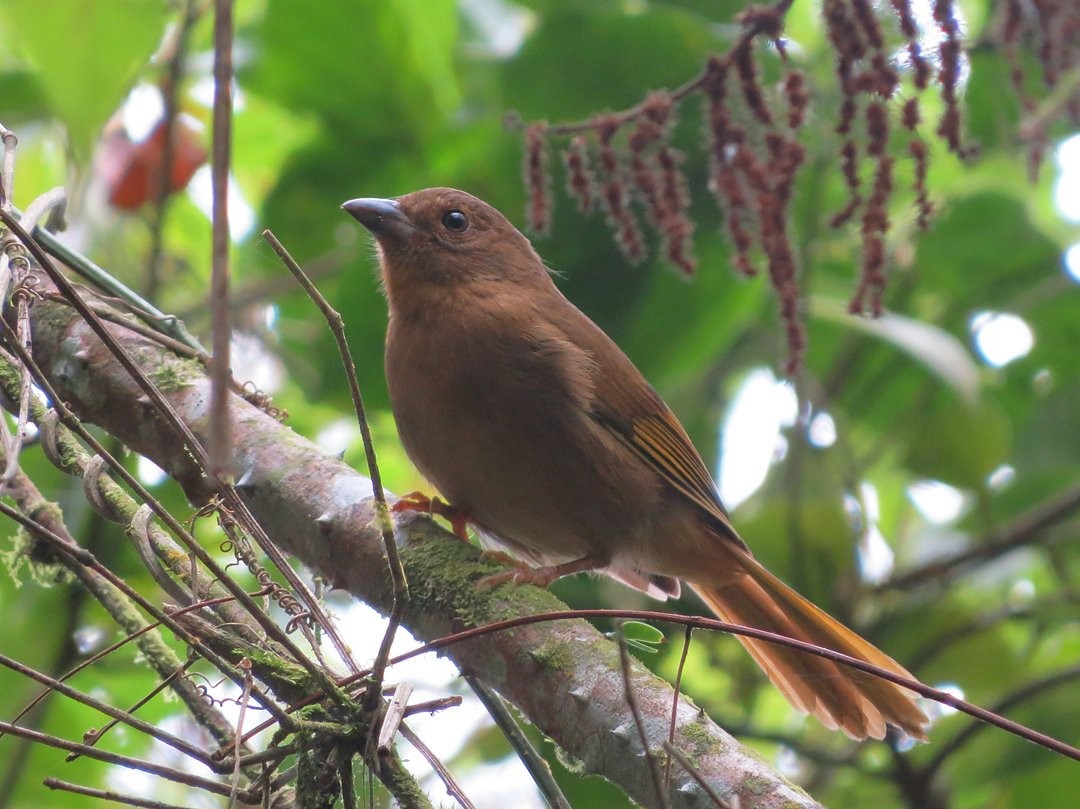 Red-crowned Ant-Tanager (Red) - ML642379529