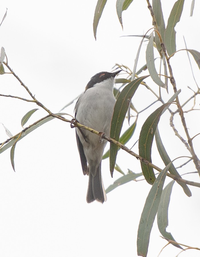 White-naped Honeyeater - ML642379531