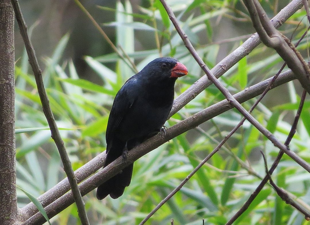Black-throated Grosbeak - ML642379534