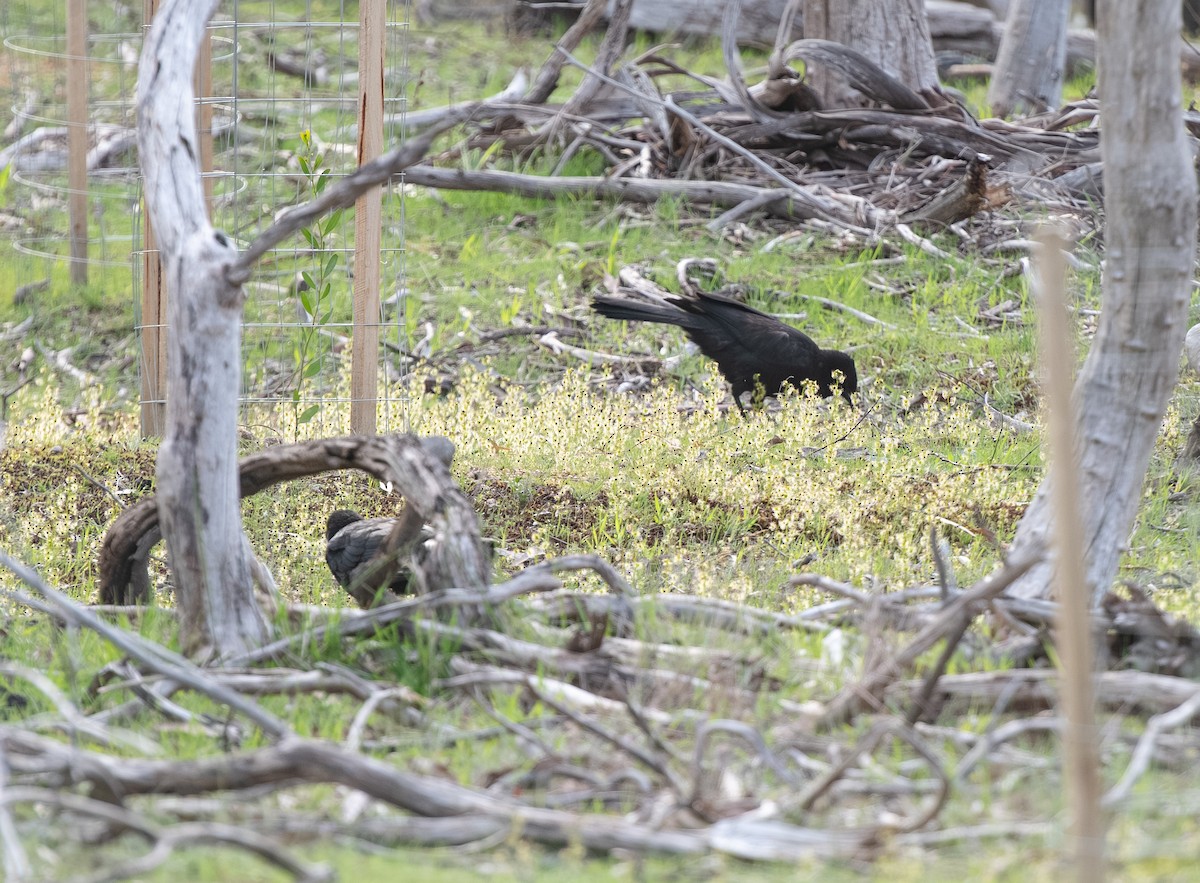 White-winged Chough - ML642379535