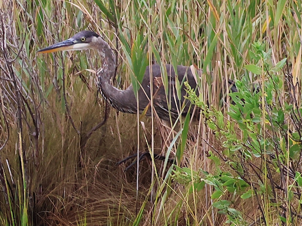 Great Blue Heron - ML642379537