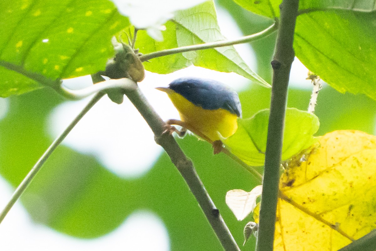 Tropical Parula - ML642379538