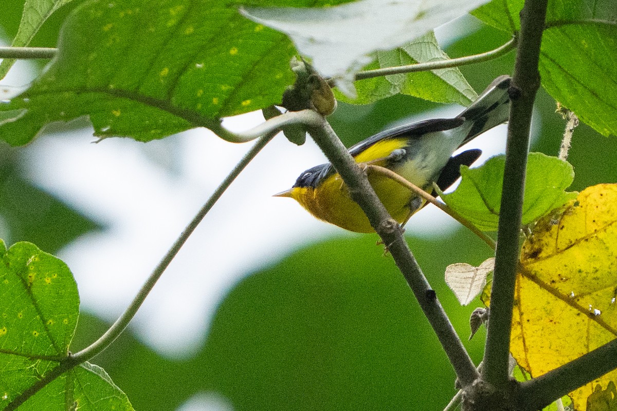 Tropical Parula - ML642379539