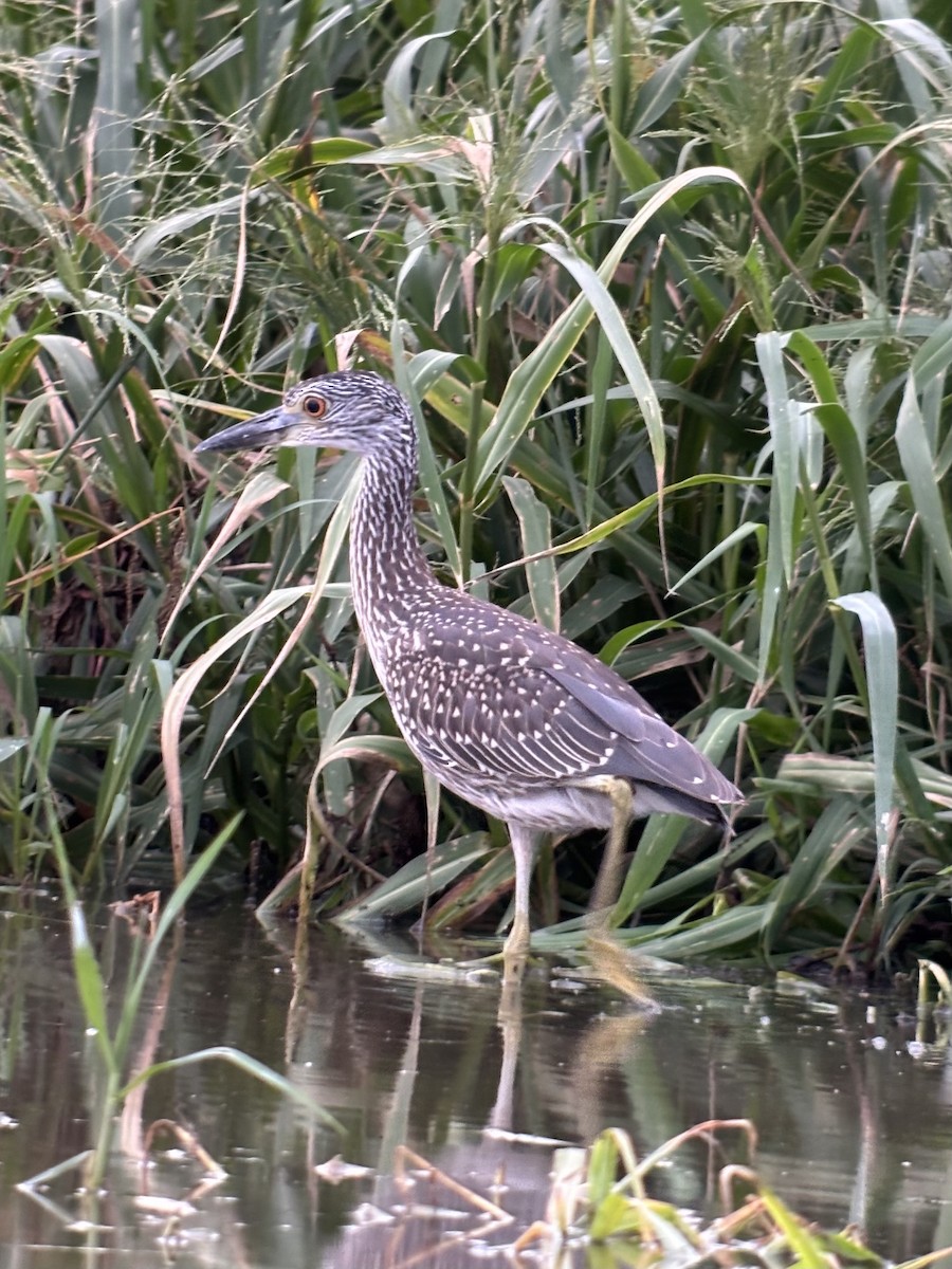 Yellow-crowned Night Heron - ML642379542