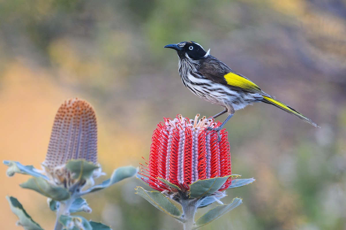New Holland Honeyeater - ML642379543
