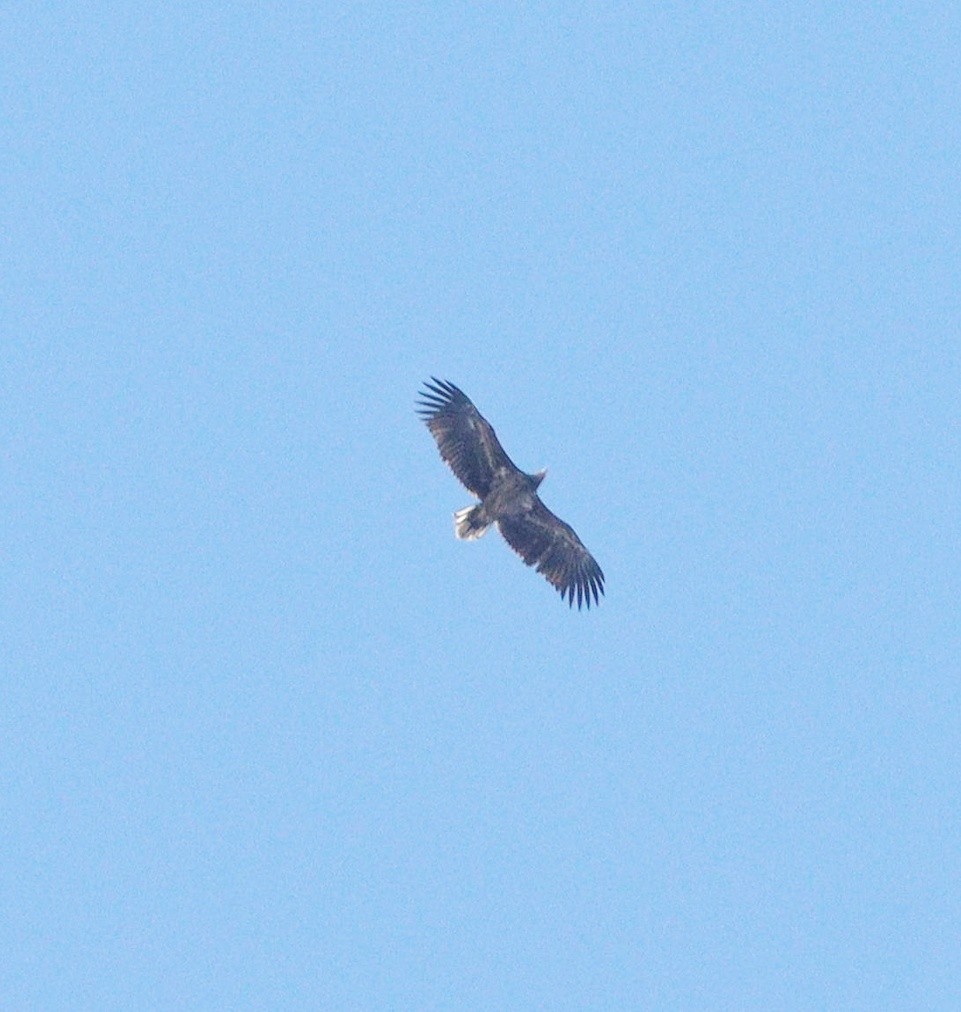Aquila di mare - ML642379552