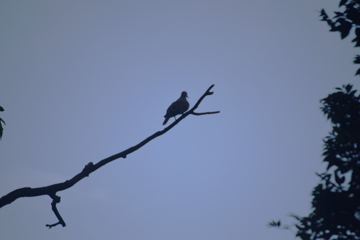 Дорнын хүүрзгэнэ - ML642379558