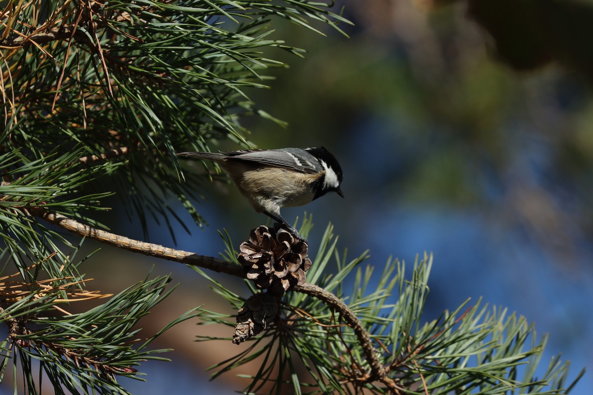 Coal Tit - ML642379565