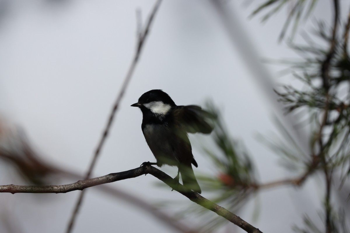 Coal Tit - ML642379567