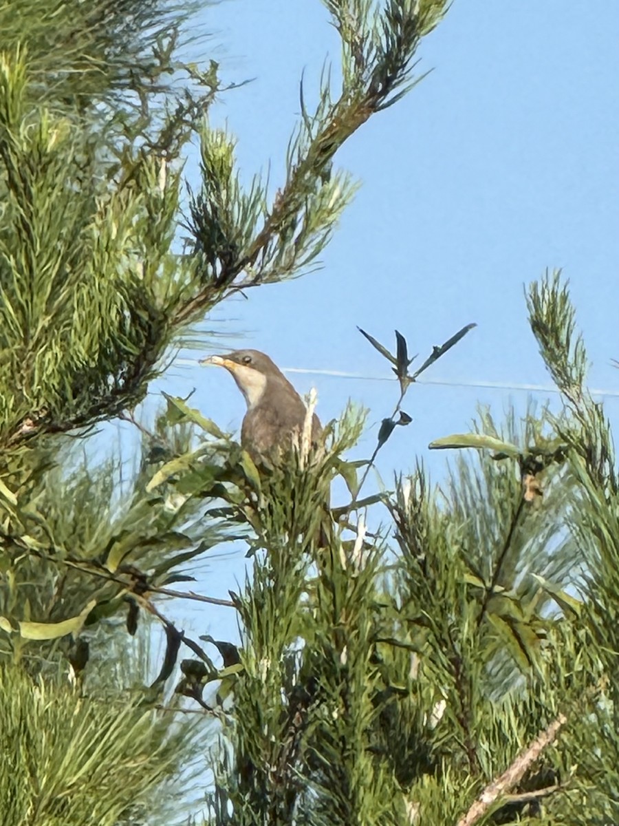 キバシカッコウ - ML642379568