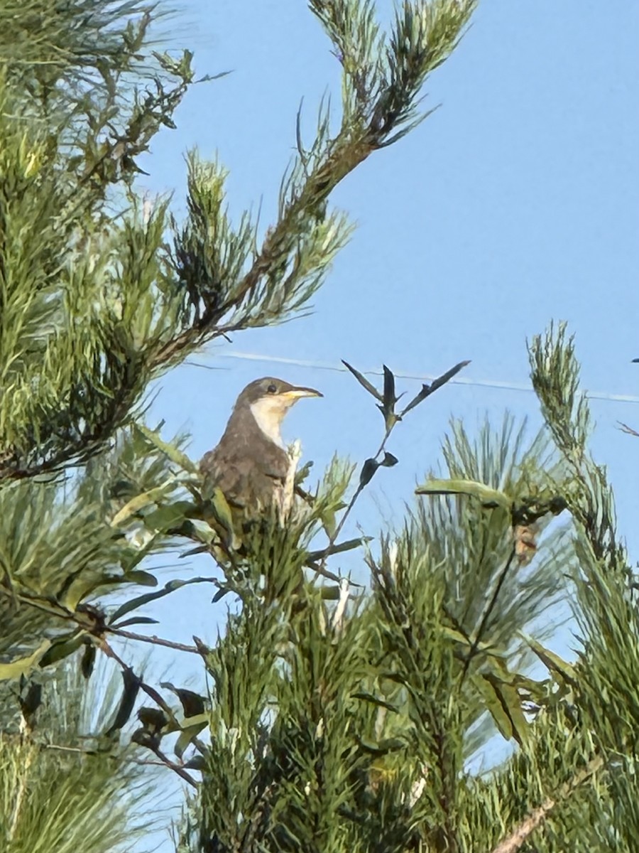 Yellow-billed Cuckoo - ML642379569